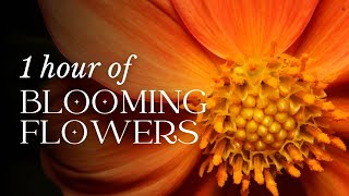 1 HOUR of Flower Blooming - Timelapse - Violin & Piano Classical Music