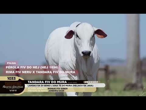 LOTE 1033   TANDARA FIV DO MURA   MURA 13599 zap