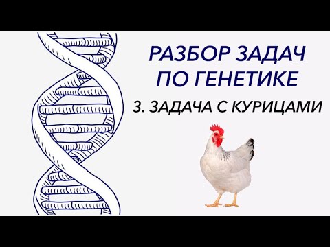 Разбор решения задачи на дигибридное скрещивание. Задача с курицами.