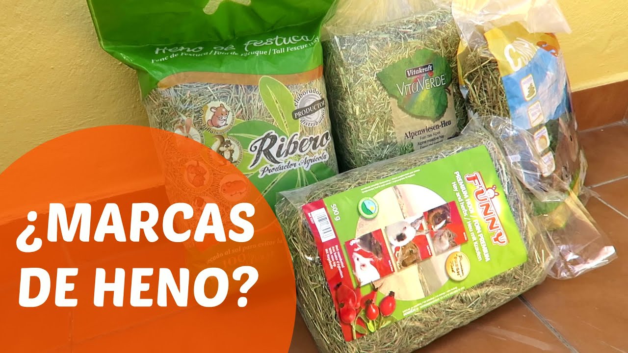 ¿Qué heno es mejor? - CONEPRODUCTOS