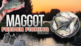 Maggot Feeder Fishing for silvers - Rudd - Perch - Roach - Easy Fishing