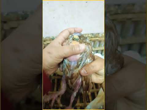 عشة الحمام البلدي مع ام البنات تربية الحمام البلدي تربية الحمام للمبتدئين مشروع تربية الحمام