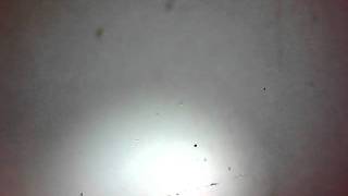 Copepode.avi
