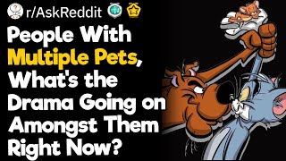 People With Multiple Pets, What’s the Drama Going on Amongst Them Right Now?