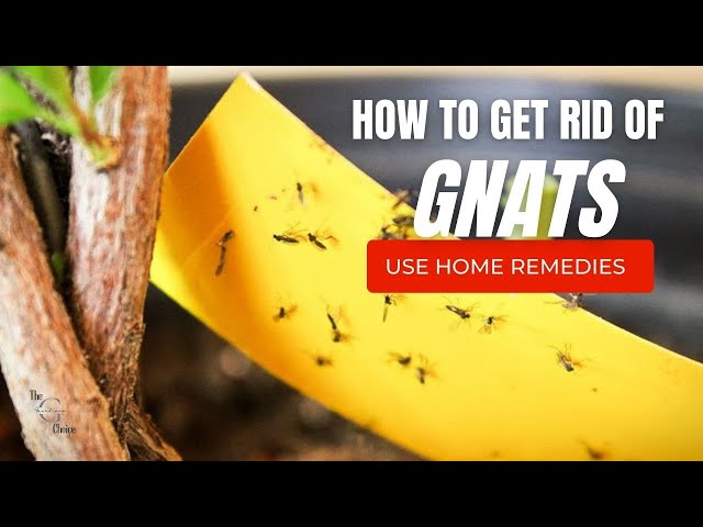 How to Get Rid of Gnats Outdoors (4 Easy Steps) 