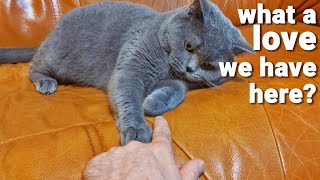 WHAT A LOVE WE HAVE - BRITISH SHORTHAIR by The Famous Tom 283 views 3 years ago 1 minute, 44 seconds