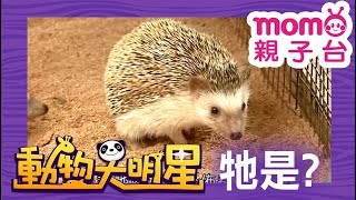 動物大明星 S2【刺蝟】第2季 第13集認識動物自然生態魚類爬蟲類昆蟲海洋生物哺乳類Animal big star兒童電視節目【親子台官方HD完整版】momokids