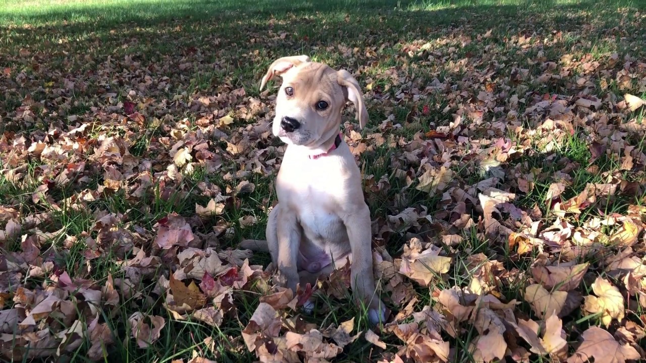 DEEP Farmhouse Puppy Adoption Music Video