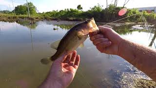 Saturday Fishing/ Trying out the Ned Rig