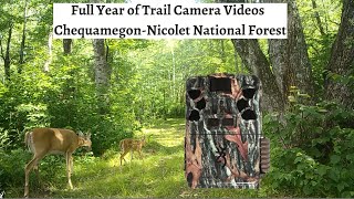 Trail Camera Pickup - The Majestic Nicolet National Forest (NE Wisconsin)