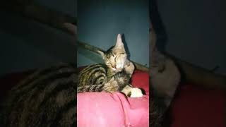 Download Lagu Oare cat What are you doing ? i love u MP3