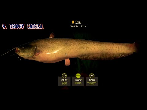 Видео: ► • ✔ Русская рыбалка 4 (RF4): ✯ Трофей. Сом, 100,625 KG. ✯ ♦ ✅ (TROPHY CATFISH). ♦ • ◄ #рр4