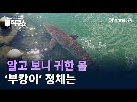 Turns Out It's a Rare Species… Who Is ‘Bukang-i’? / Channel A / Kim Jin's Straight Talk Show