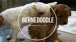 Ruby's Mini Bernedoodle Puppies 2022