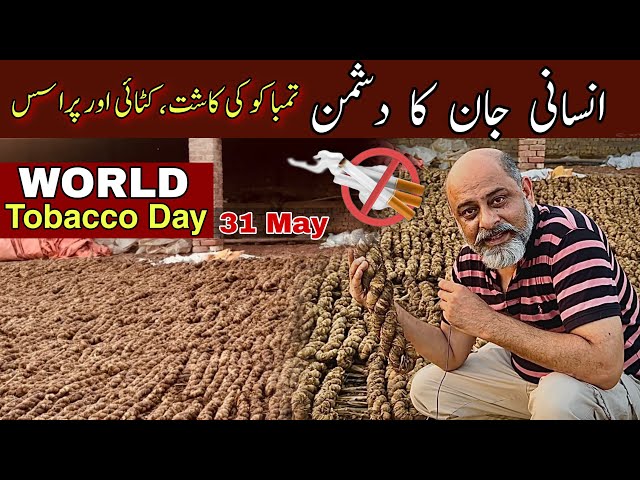 No tobacco day 31 may | iftikhar Ahmad usmani class=