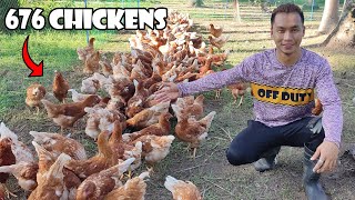 How I Feed My 676 Chickens Everyday