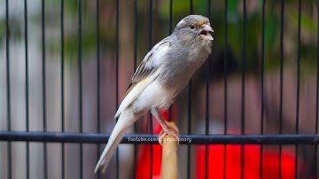Tembus 1 Menit!Pancingan Burung Kenari Durasi Panjang!Efektif Melatih Kenari Lain Biar Nafas Panjang