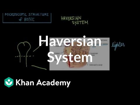 Video: Har spongøst bein haversiske systemer?