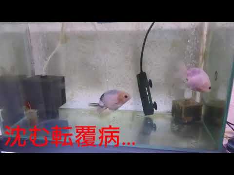 金魚 沈む転覆病 薬浴4日目 Youtube