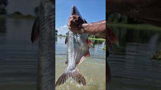 Amazing Monster Fish Trap Using Chicken Liver #fish #fishing #shorts #video