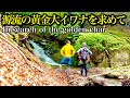 【遠征最終日】黄金色の大イワナを求めて命掛けの大冒険【kgtMfishingコラボ】