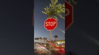 This tree grows on stop sign😲 TikTok: lakewinnipegoutfitters #shorts