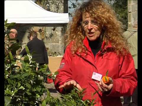 Vidéo: Cultiver des mandarines : conseils sur l'entretien des mandariniers