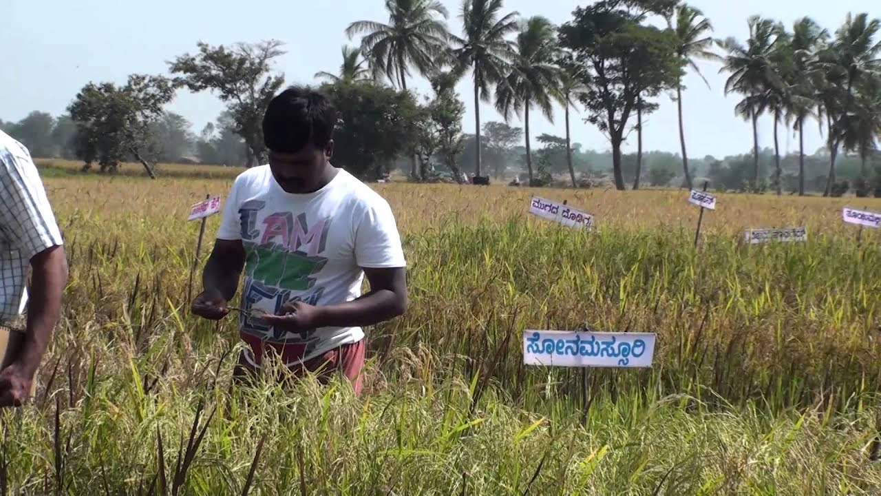 300 PADDY VARIETIES GROWN IN ONE ACRE OF LAND..! insects picture