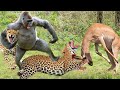 Baboon as hero rescues impala from bloodthirsty cheetah  elephant vs lion