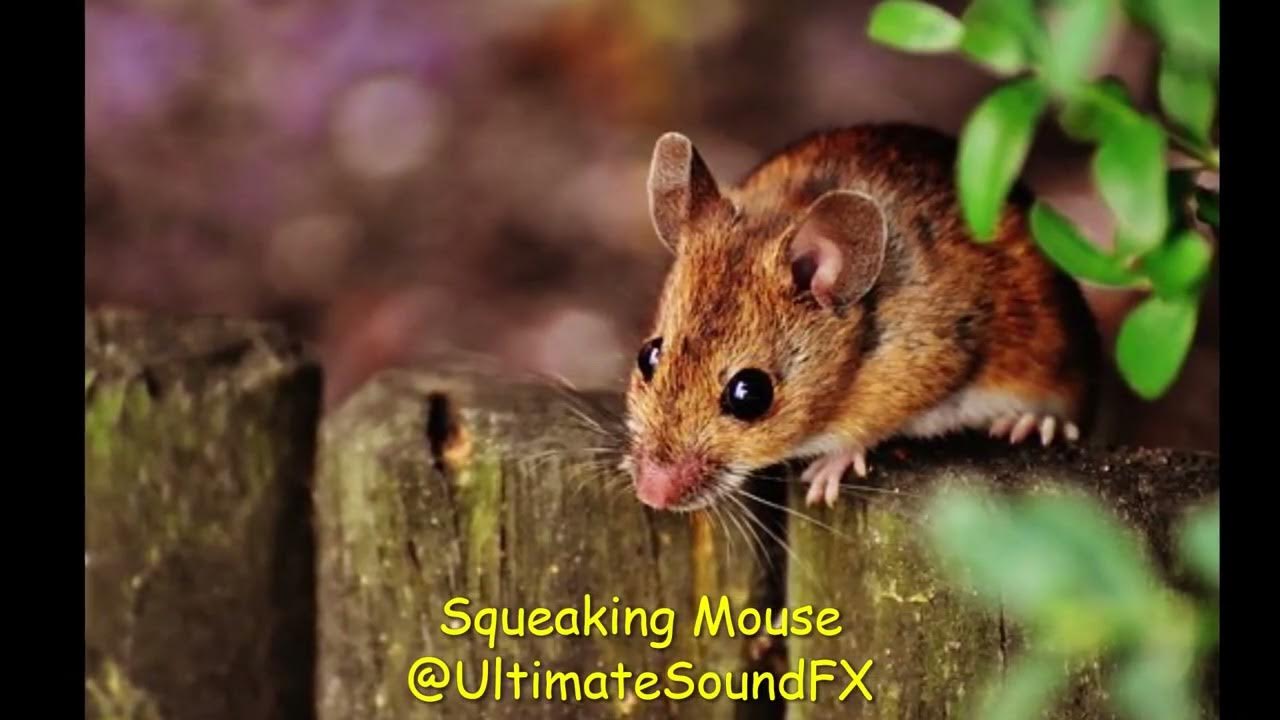 Mouse Sound Effects Squeaking Mouse Sounds and Noises, Animal Sounds