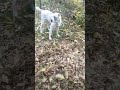 Алабай играет в куче листьев