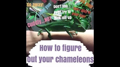 Finding your chameleons personality
