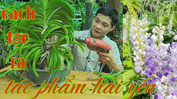 Quy trình tạo ra 1 tác phẩm hải yến tuyệt đẹp, cách trồng lan hải yến | phong lan rừng pv