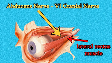 ABDUCENS NERVE (CN VI) _Cranial nerve VI - Medical Animations