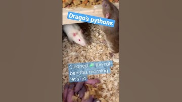 Clean 🧼 rats 🐀 #livefeeding #subscribe #python #ballpython #breeding