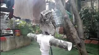 Memandikan burung hantu celepuk dan proses penjinakan