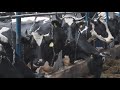 В Пермском крае десятки коров погибли от рото-коронавируса