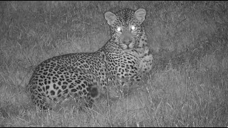 Djuma: Leopard-Maribye male first shows up across the dam - 03:54 - 12/03/2023 by WildEarth Djuma Cam 859 views 4 months ago 25 minutes