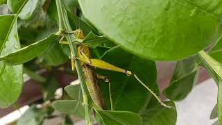 grasshopper