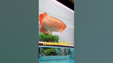 cá rồng săn mồi