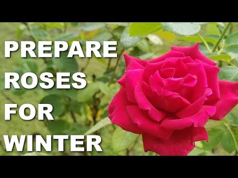 Video: Roses Winter Care: Preparando rosas para el invierno