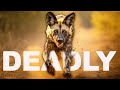 Africas most successful hunters struggle to survive  wild dogs  real wild