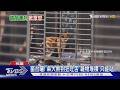 下雨3寵物竟「放生4F窗台」 飼主:因在洗地板｜TVBS新聞 @TVBSNEWS01