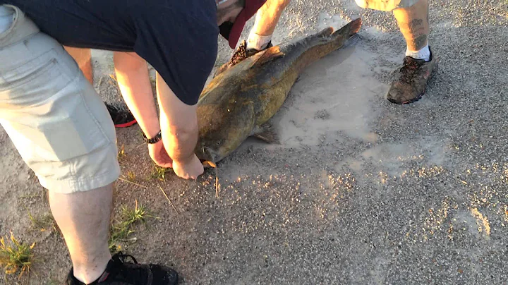 Guy at Lynn Lane get a big fish!