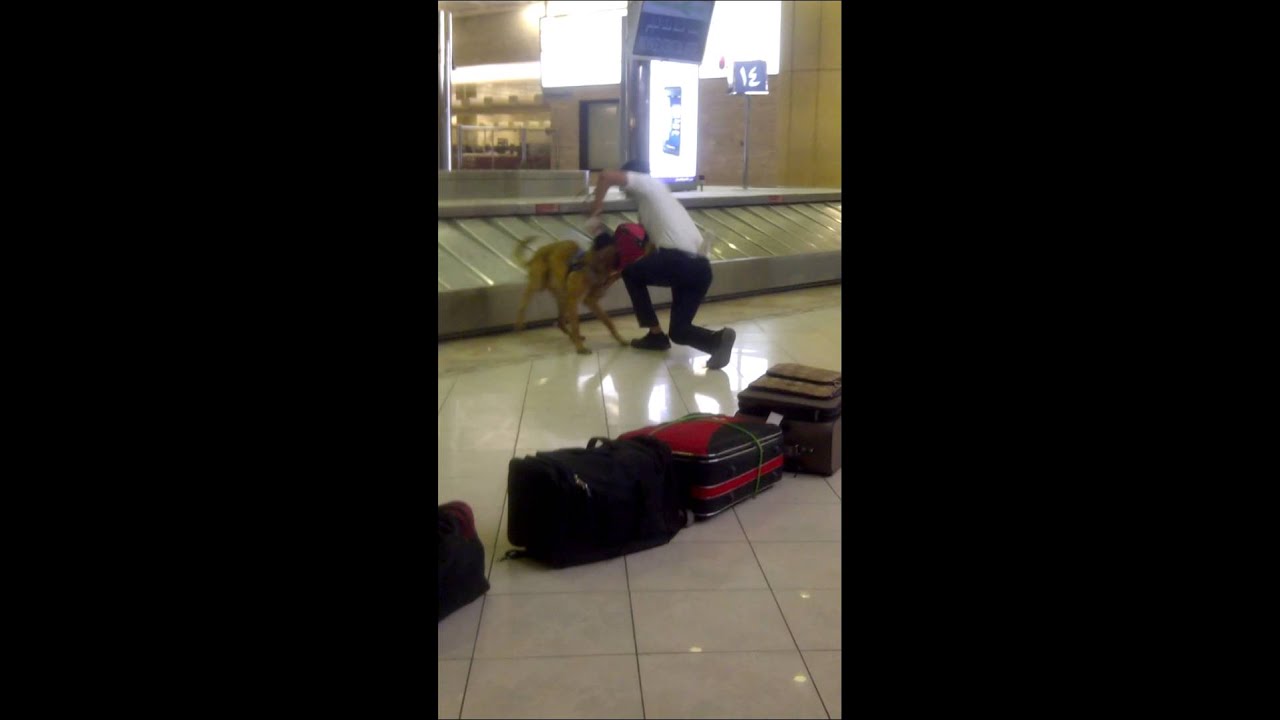 الكلب البوليسي مطار خالد يوم الاثنين 20-5-1434