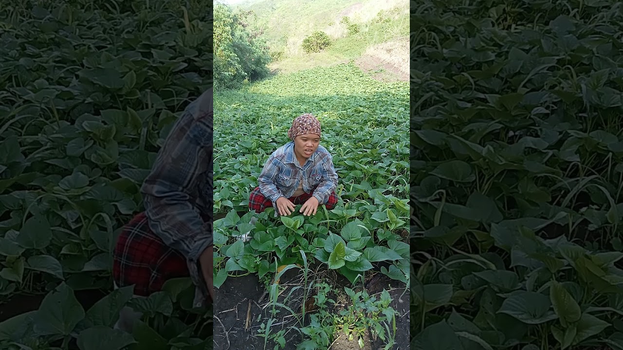 My one month old sweet potato Farming 🌱❣️