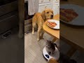 pizza lover pets 😂 #funny #humorvibes #cuteanimal #petcomedy #funnypets