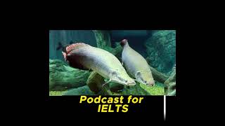 Download Lagu arapaima fish #ieltslistening #bbcpodcast #bbcnews #animals #lovestory #animallover #bbc #lovestory Download Lagu arapaima fish #ieltslistening #bbcpodcast #bbcnews #animals #lovestory #animallover #bbc #lovestory