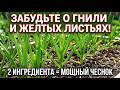 Успейте ПОДКОРМИТЬ ЧЕСНОК ЭТИМИ 2 ИНГРЕДИЕНТАМИ! Вы удивитесь результатам сверхурожая! #дача #сад