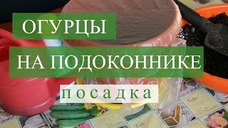 Огурцы на подоконнике. Посадка. Часть 1. (30.11.2016) Огурцы на подоконнике. Посадка. Часть 1. (30.11.2016)